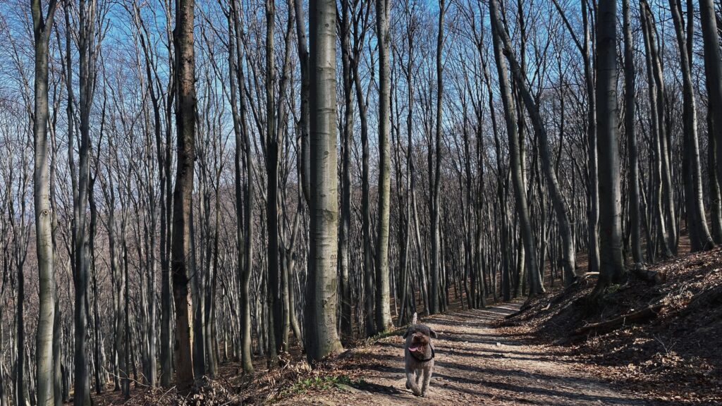 dog in the nature hiking among trees
