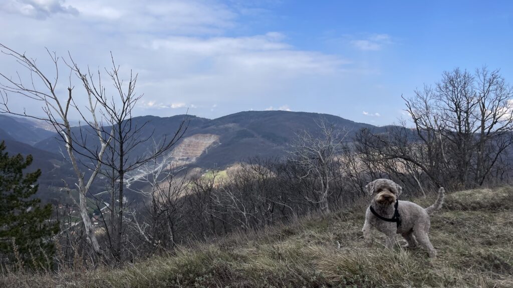 A dog in the nature, mountain view