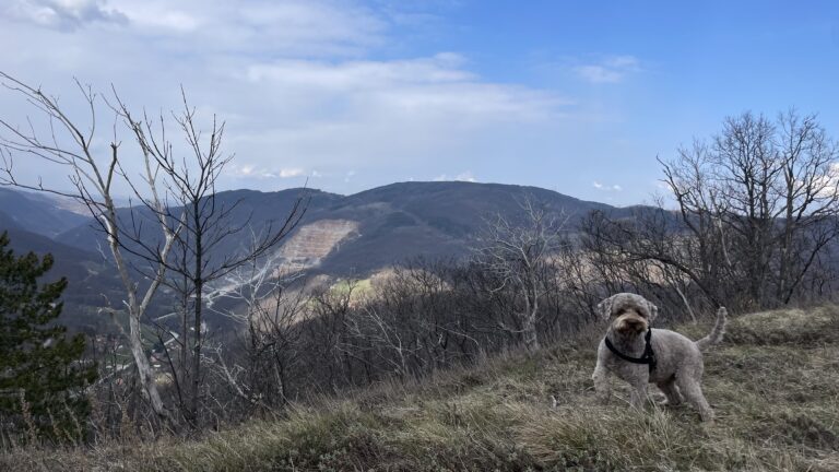 A dog in the nature, mountain view