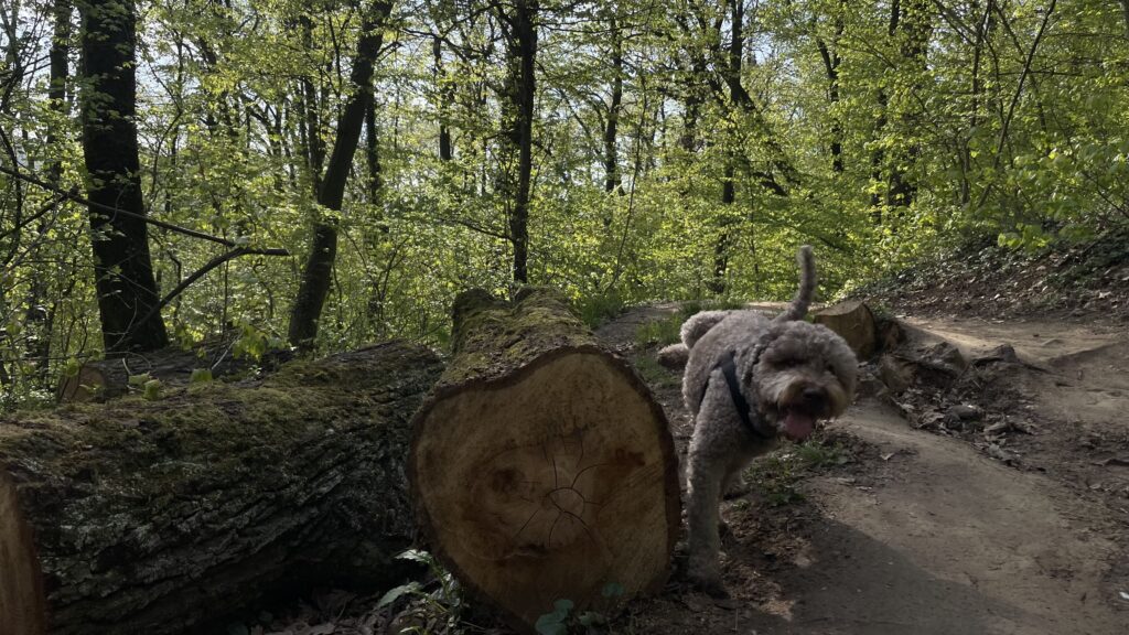 dog in the nature