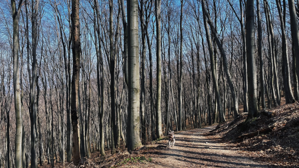 Why I Love Forest Walks - especially With My Dog