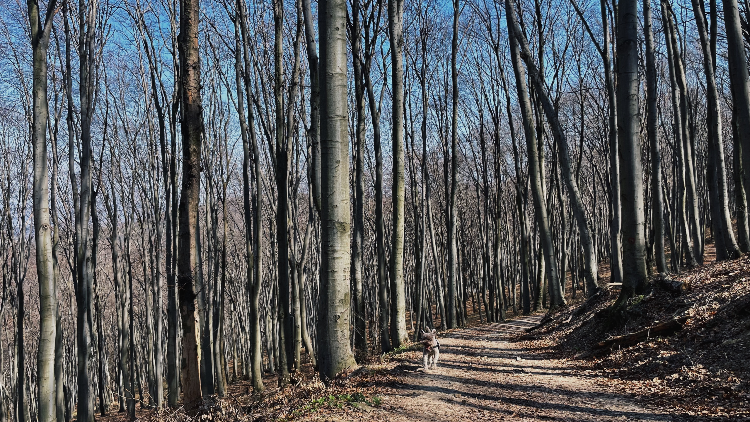 Why I love forest walks – especially with my dog