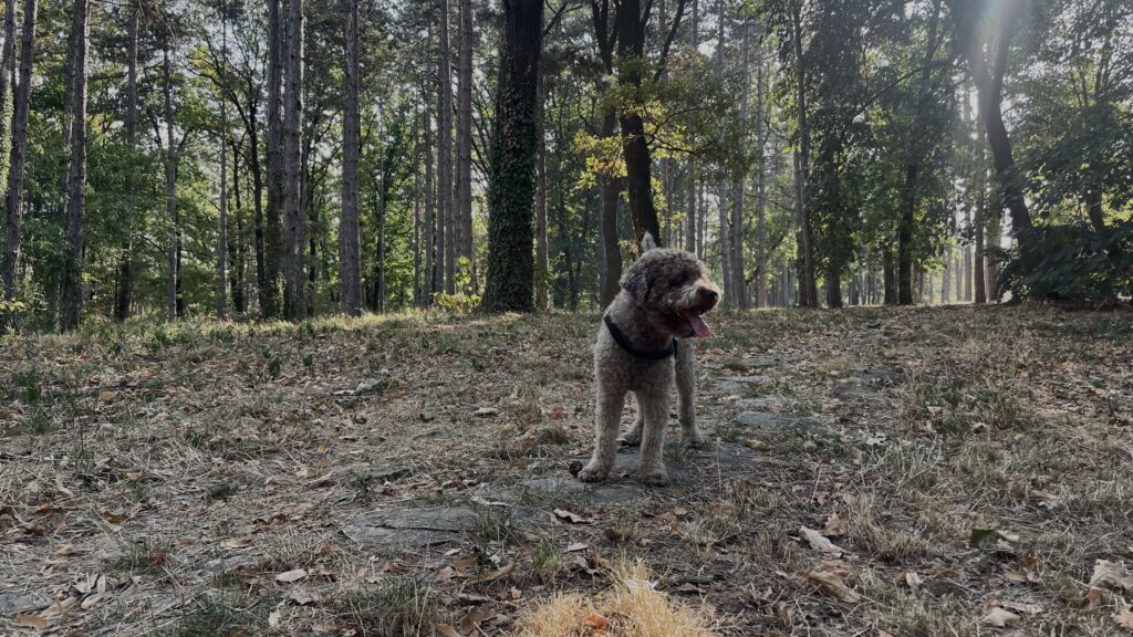 Why I Love Forest Walks - especially With My Dog